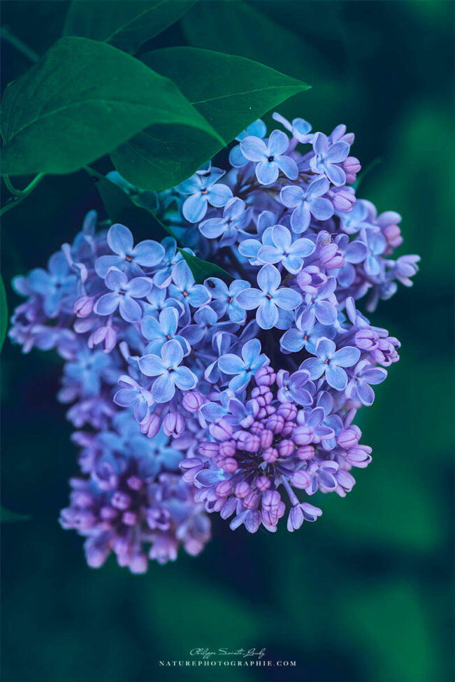Lilas bleu