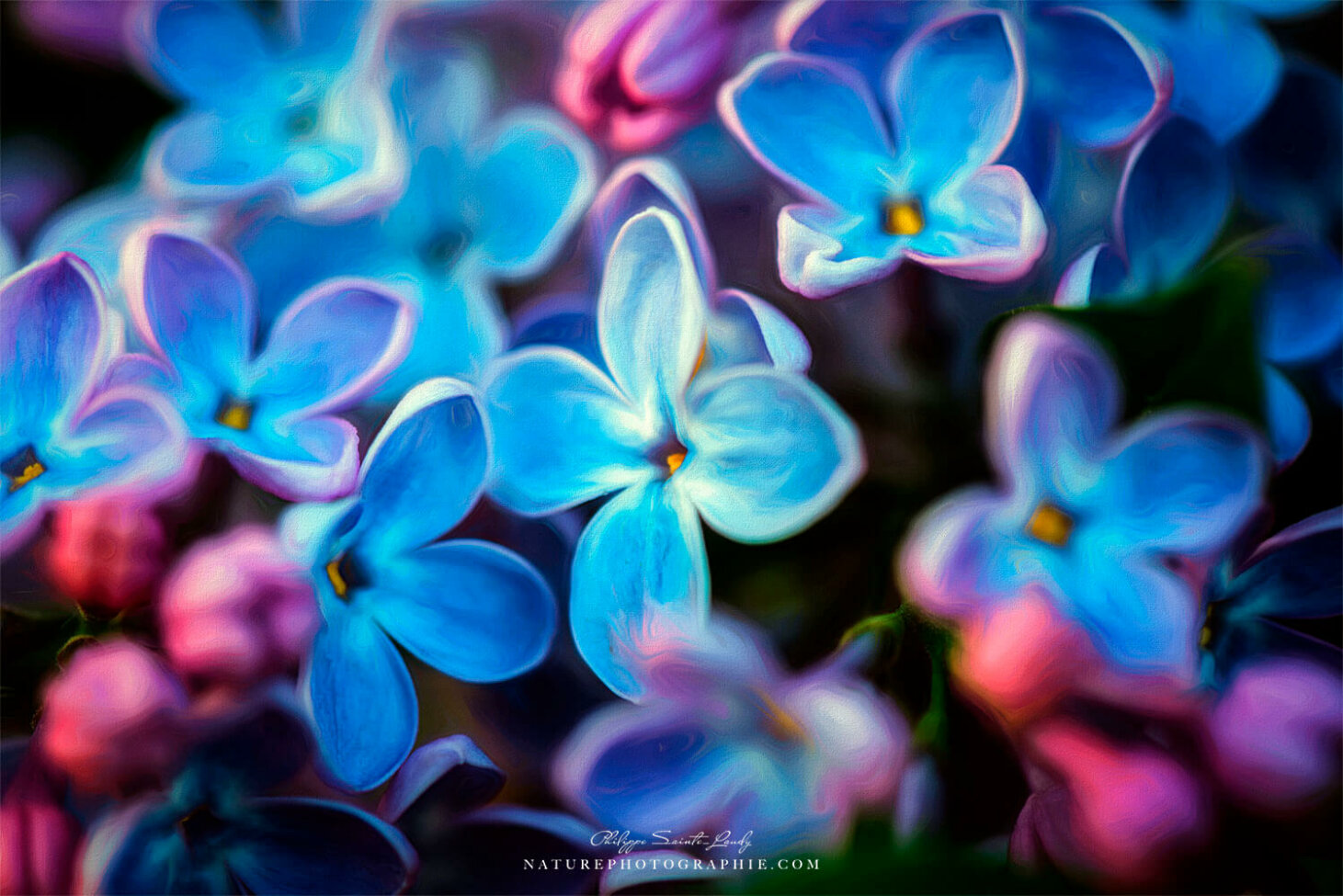 Macro photo de lilas