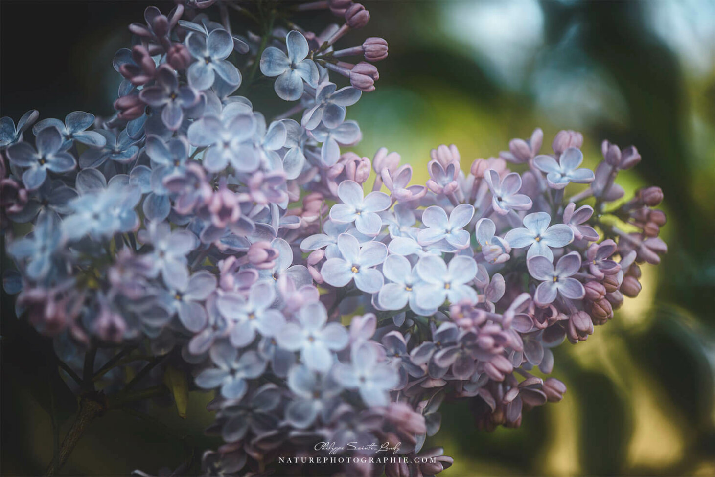 Effet Orton sur du lilas