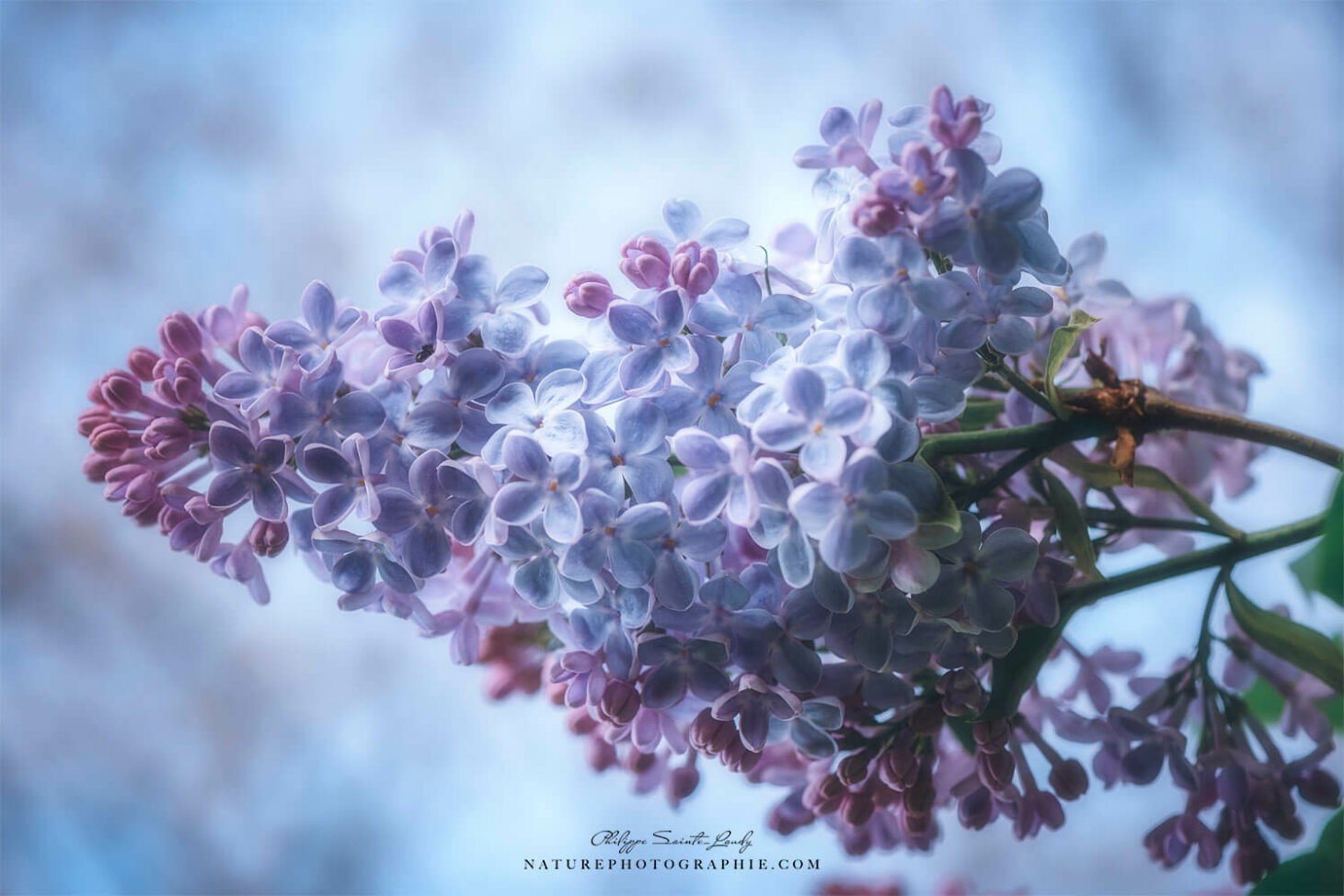 Lilas sur fond bleu