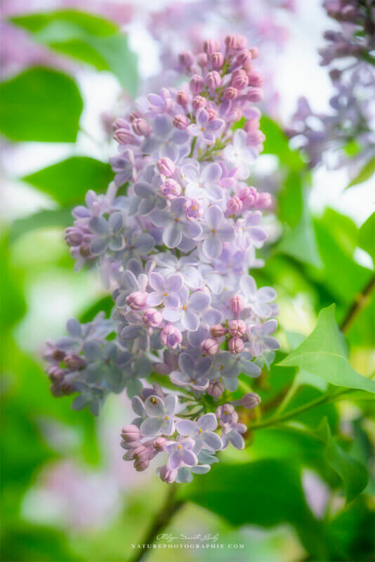 Lilas doux