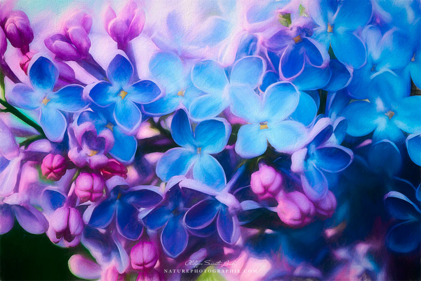 Lilas en paintographie