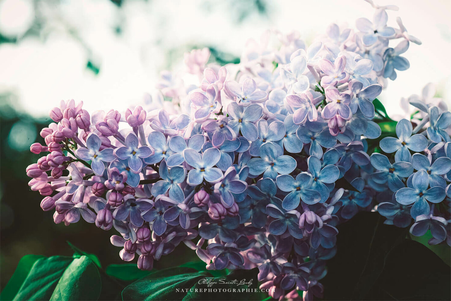 Lumière blanche sur lilas