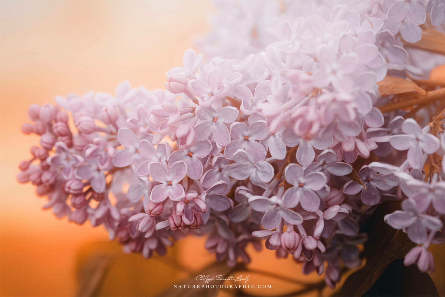 Lilas dans la lumière