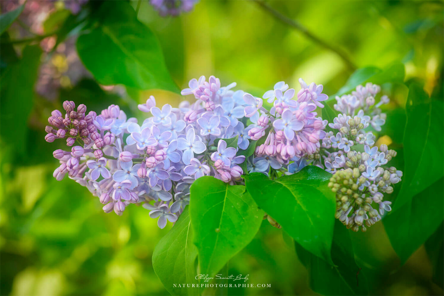 Lilas dans la lumière du printemps