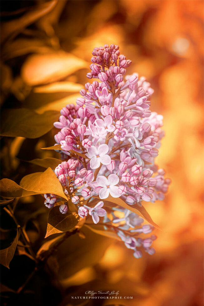 Lilas rose sur fond orangé