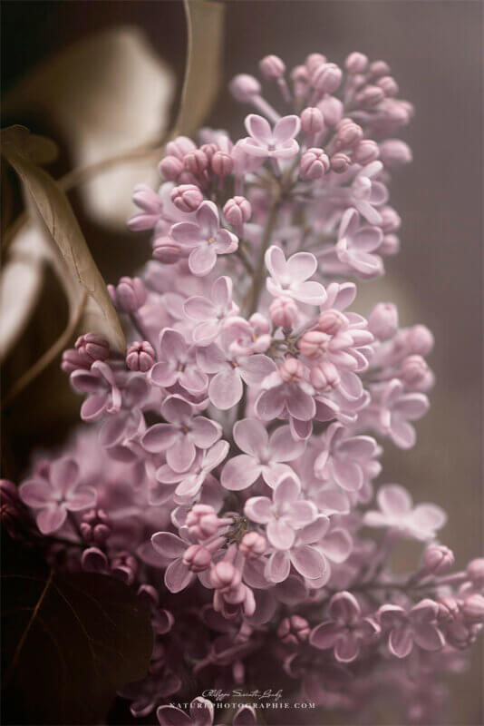 Lilas vintage