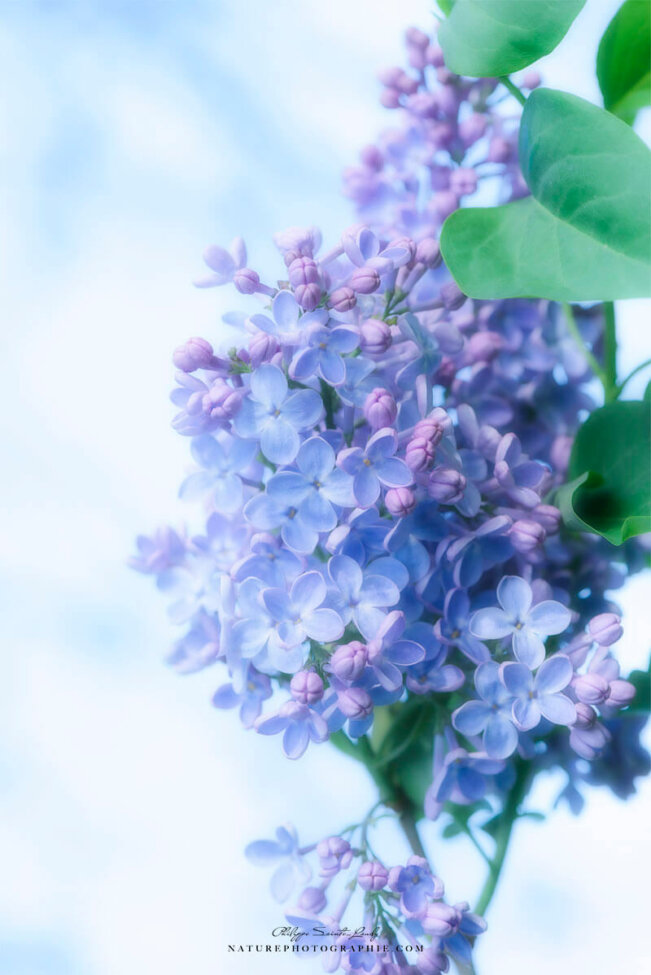 Lilas avec effet Orton