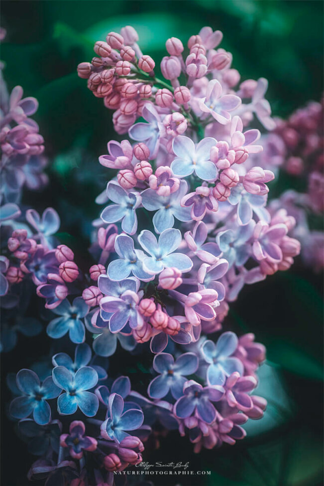 Détails d'une fleur de lilas