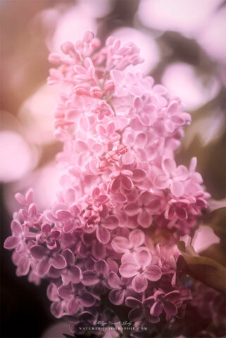 Lilas et bokeh