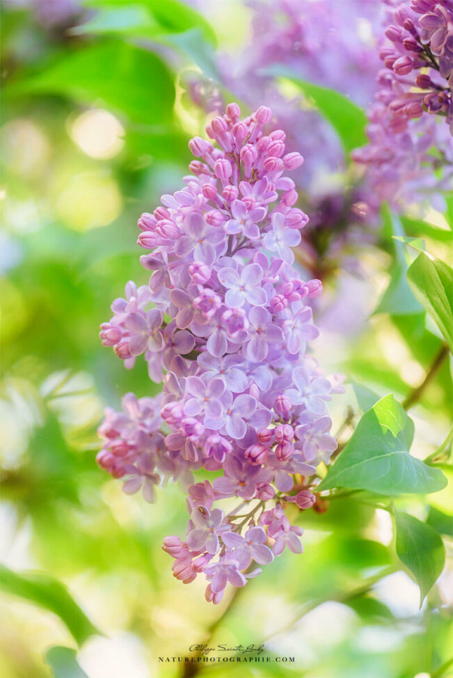 Lilas rose au printemps