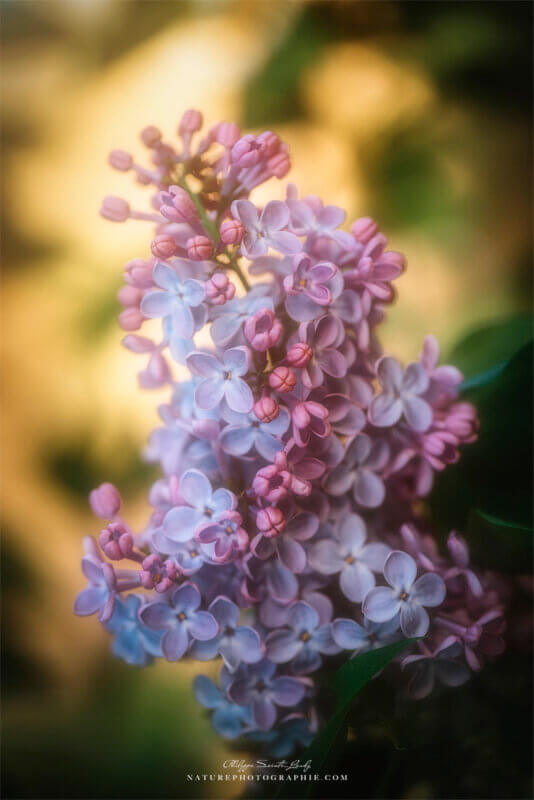 La douceur du lilas