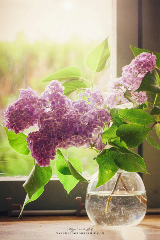 Composition florale