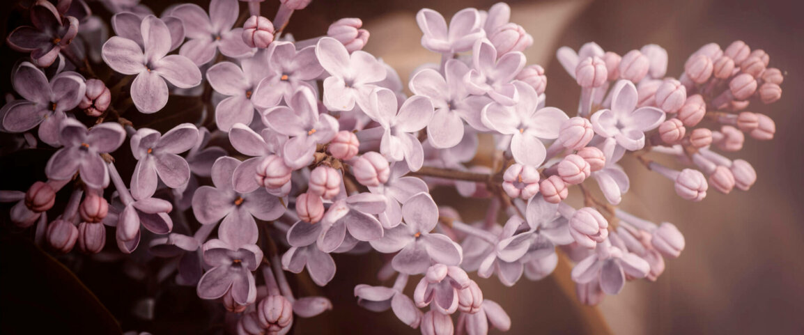Lilas en fleurs