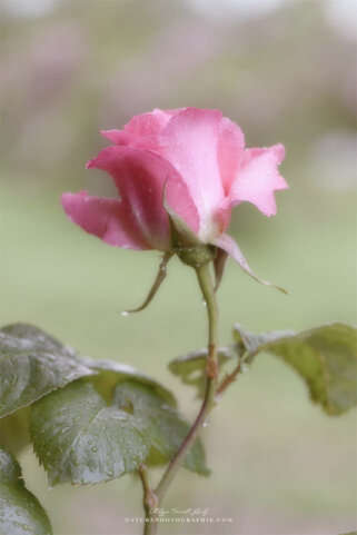 Une rose avec un effet Orton