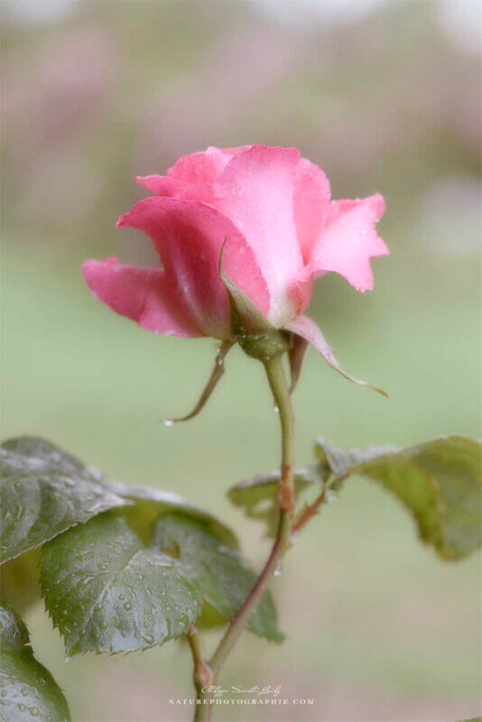 Une rose avec un effet Orton