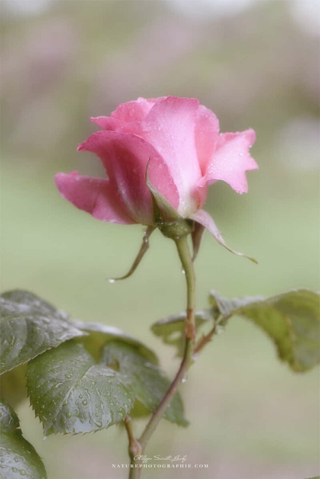 Une rose avec un effet Orton