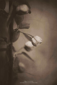 Boutons de fleurs en sépia