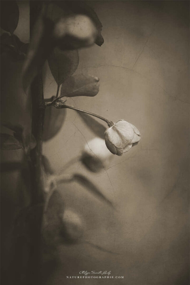 Boutons de fleurs en sépia