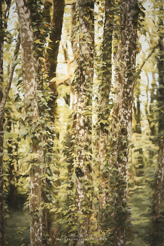 Arbres en paintographie