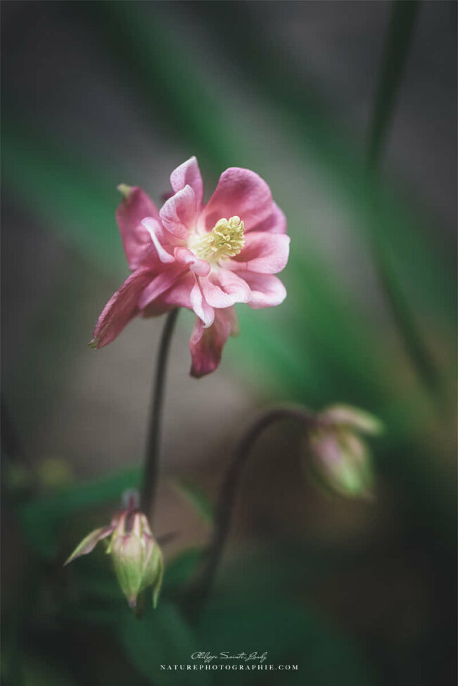 Gros plan sur une ancolie