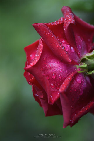 Rosée sur une rose rouge