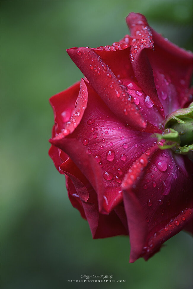 Rosée sur une rose rouge