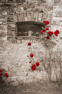 Rosier rouge sur fond sépia
