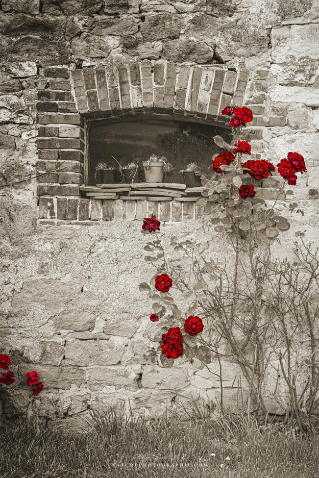 Rosier rouge sur fond sépia