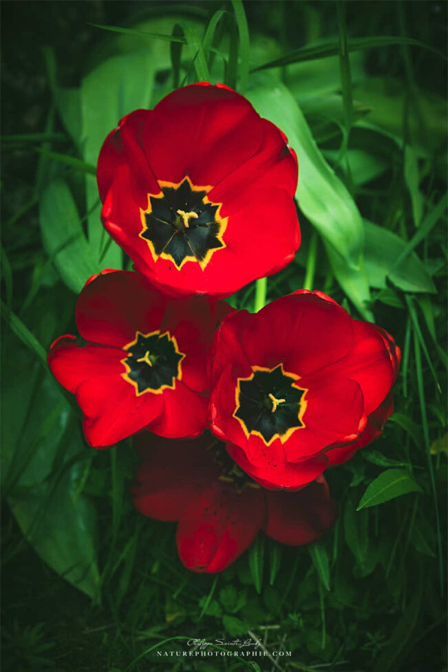 Tulipes rouges ouvertes