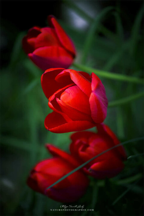 Tulipes rouges