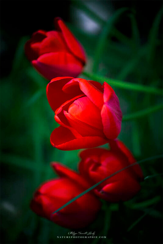 Tulipes rouges