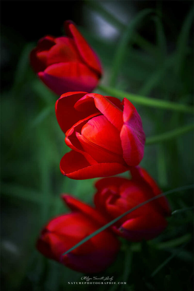 Tulipes rouges