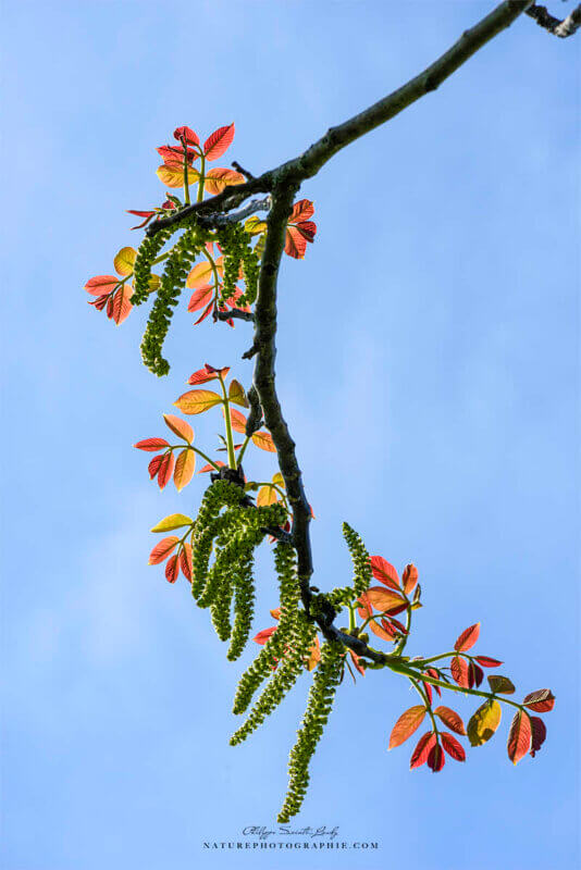 Branche de noyer