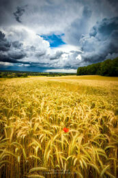 Paysage d'été sous un ciel avec gros nuages et coquelicot au premier plan