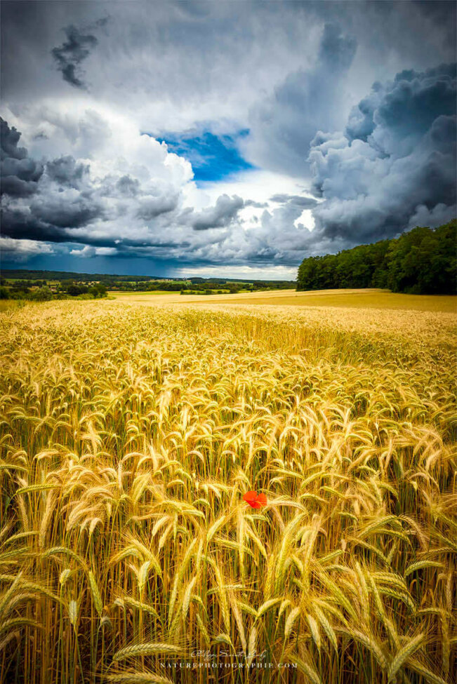 Paysage d'été sous un ciel avec gros nuages et coquelicot au premier plan