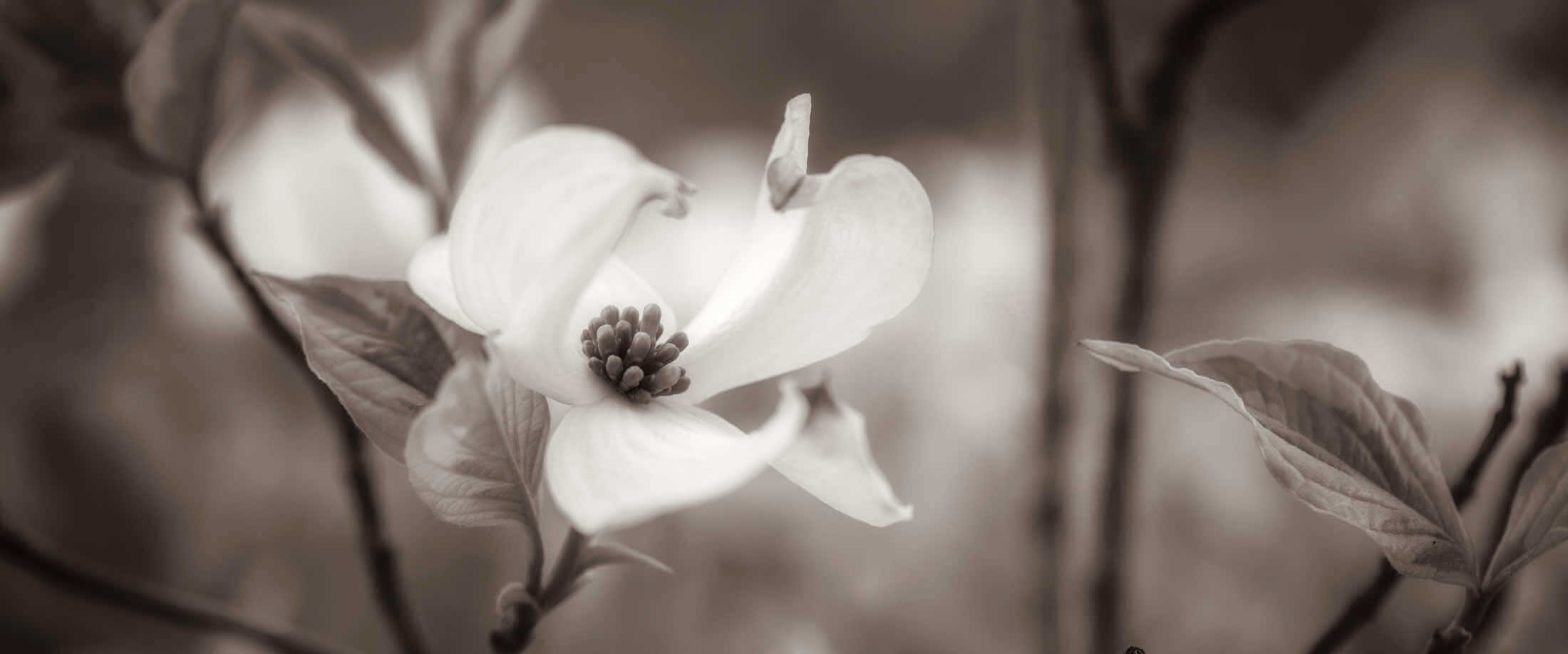 Photos de cornouillers