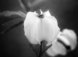Photos de cornouillers