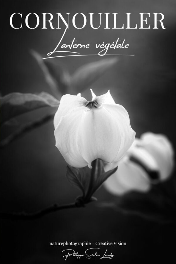 Dogwood-ou-cornouiller Photos de cornouillers