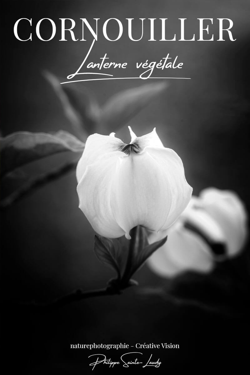 Dogwood-ou-cornouiller Photos de cornouillers