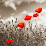 Coquelicots sur fond sépia