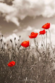 Coquelicots sur fond sépia