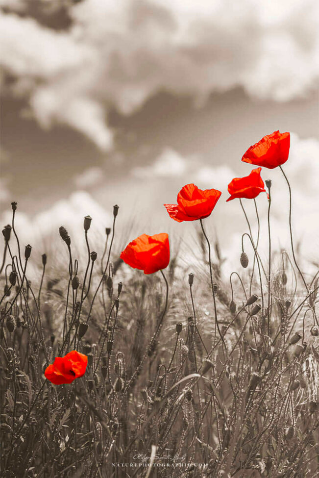 Coquelicots sur fond sépia