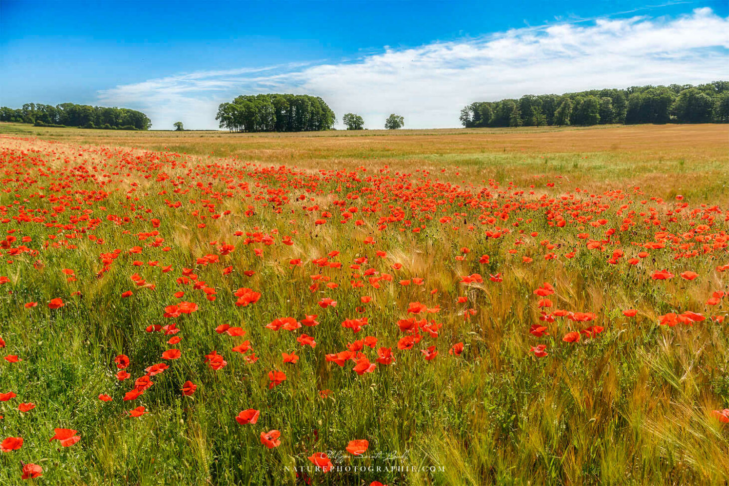 Champs de coquelicots