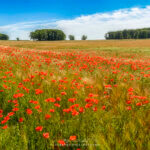 Champs de coquelicots