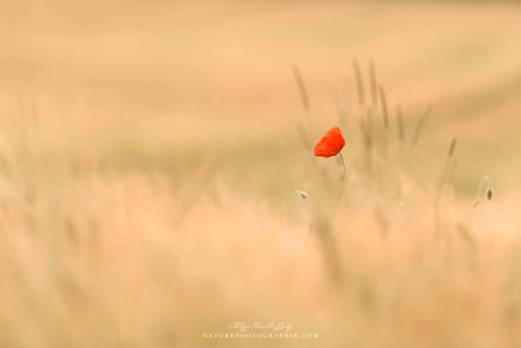 Coquelicot solitaire dans un champ de blé
