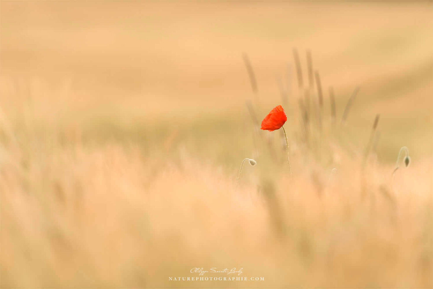 Coquelicot solitaire dans un champ de blé