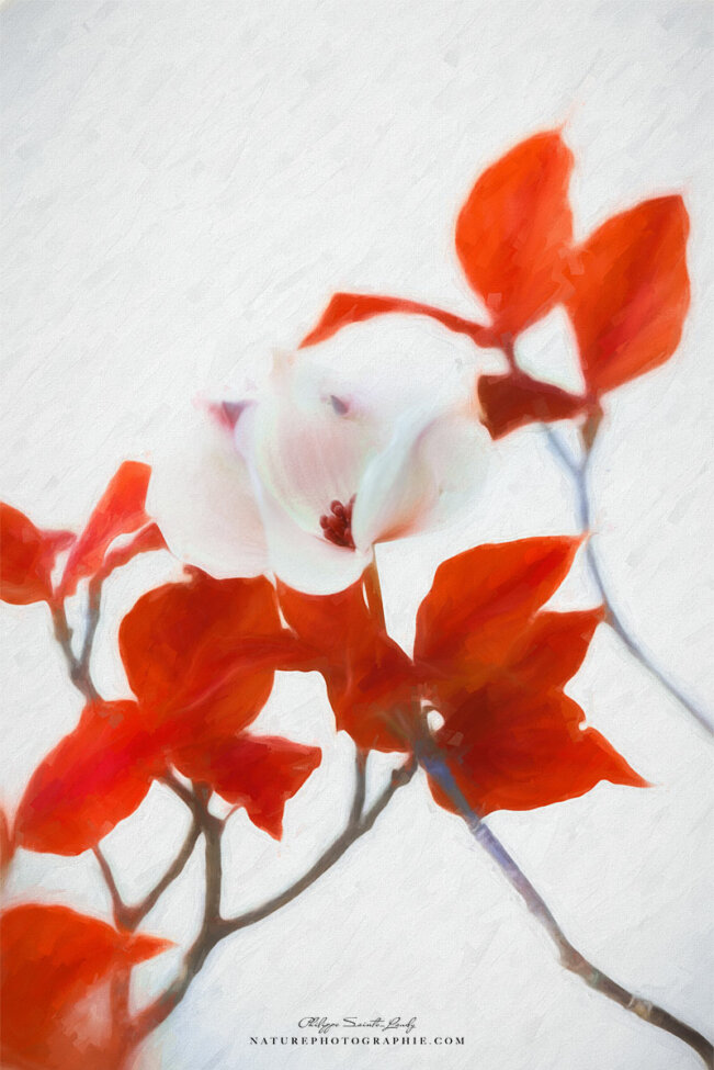 Paintographie d'une fleur de cornouiller