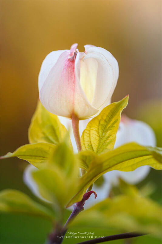 Gros plan sur une fleur de cornouiller