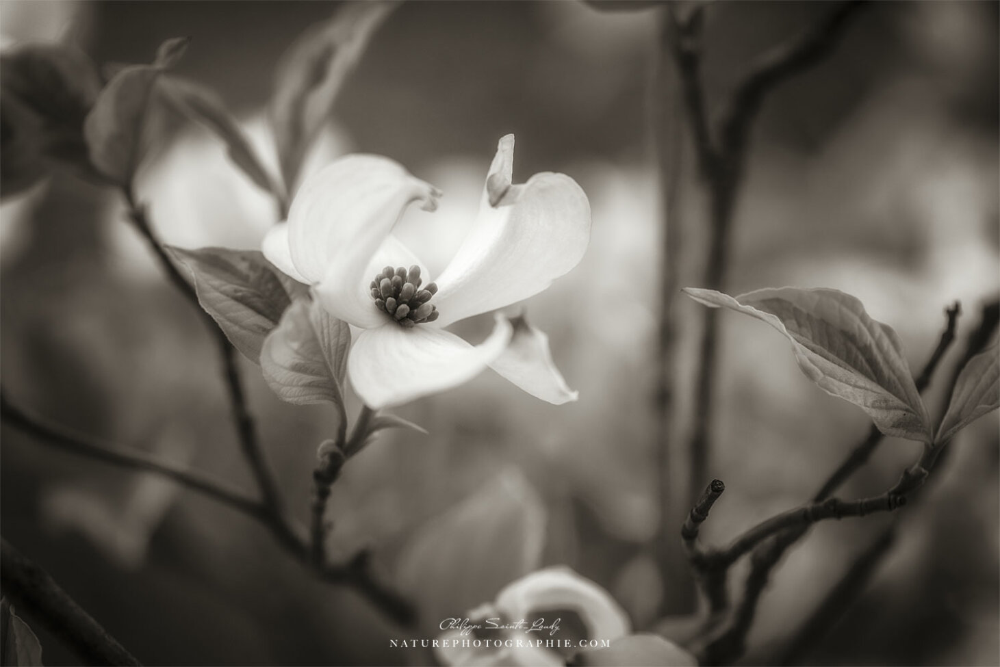 Cornouiller en noir et blanc